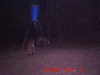 19oct09_deer_2