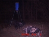 19oct09_pigs_2