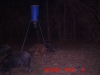 19oct09_pigs_3