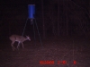 23oct09_deer_1