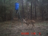 24oct09_deer_2